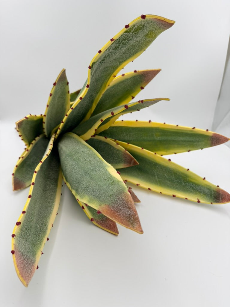 Rama Aloe Vera