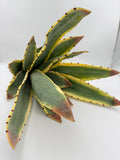 Rama Aloe Vera
