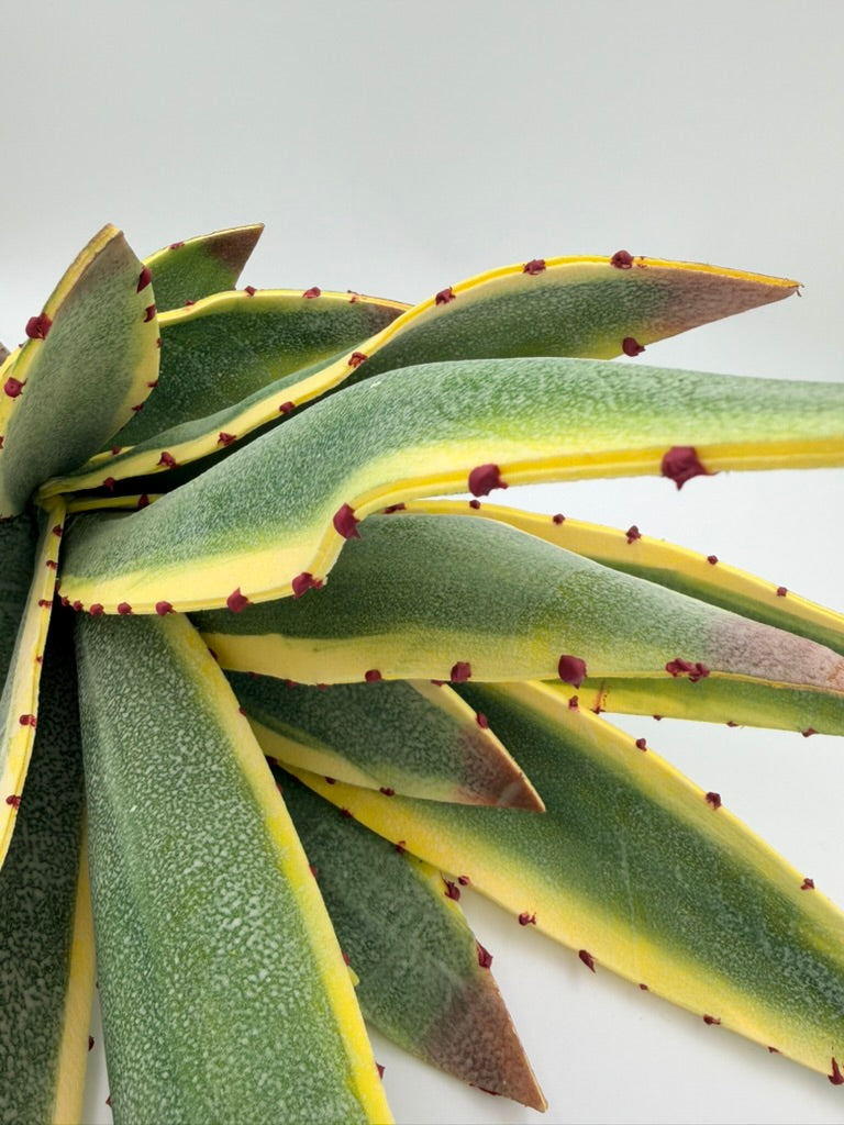 Rama Aloe Vera