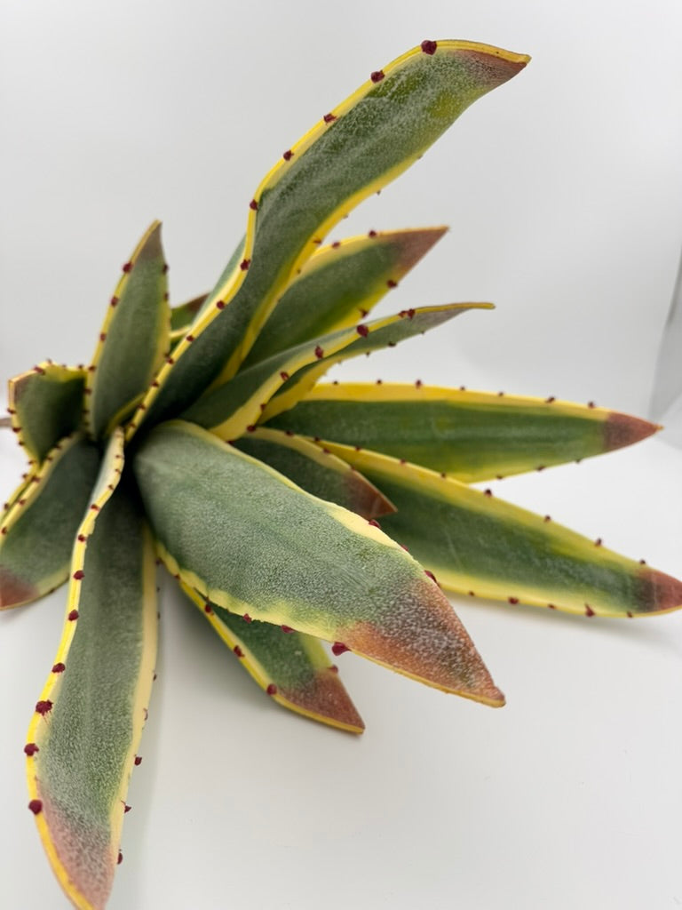 Rama Aloe Vera