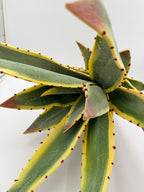 Rama Aloe Vera