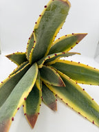 Rama Aloe Vera