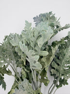Rama Dusty Miller