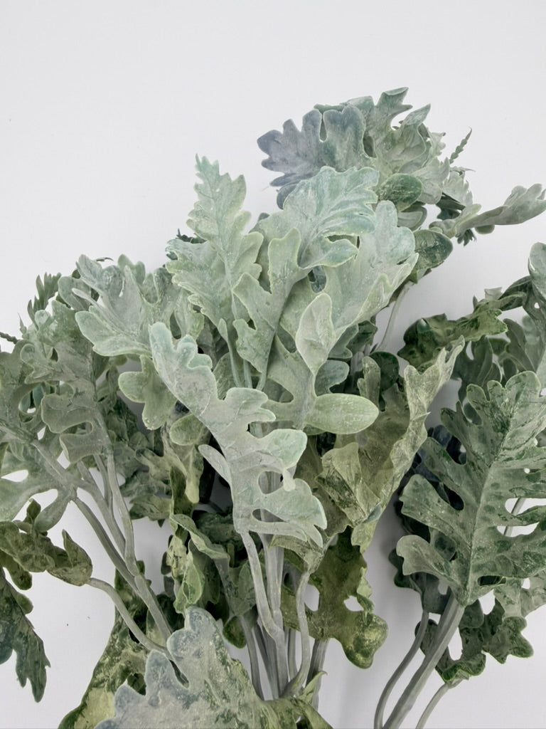 Rama Dusty Miller