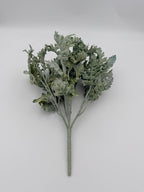 Rama Dusty Miller