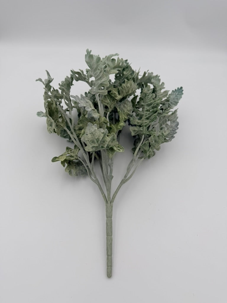 Rama Dusty Miller